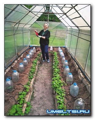 Модернизация капельного полива в теплице