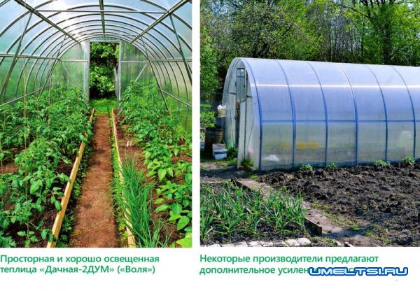 Теплицы из поликарбоната: преимущества и недостатки