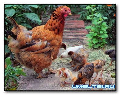 Рассчитываем параметры построек для живности Рассчитываем параметры построек для живности