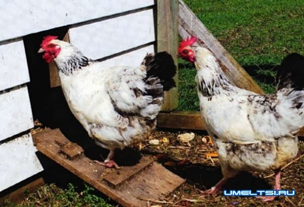 Рассчитываем параметры построек для живности Рассчитываем параметры построек для живности