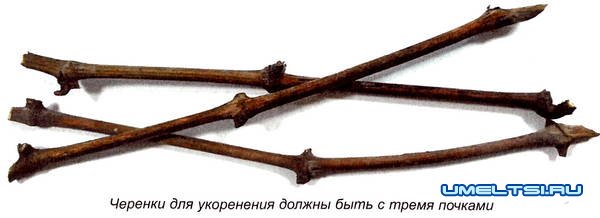 Как вырастить виноград из черенка Как вырастить виноград из черенка