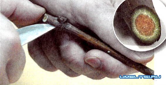 Как вырастить виноград из черенка Как вырастить виноград из черенка