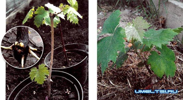 Как вырастить виноград из черенка Как вырастить виноград из черенка