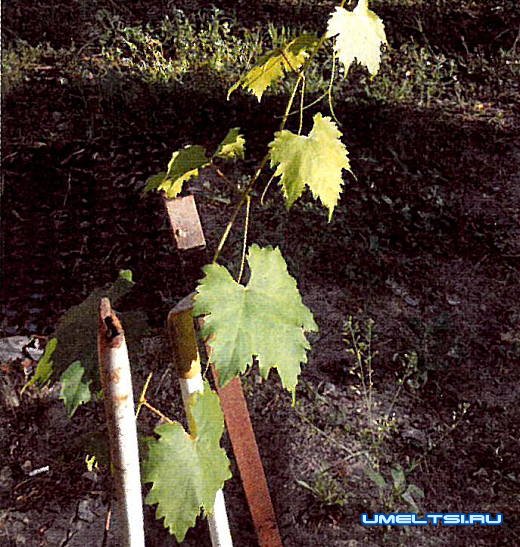 Как вырастить виноград из черенка Как вырастить виноград из черенка