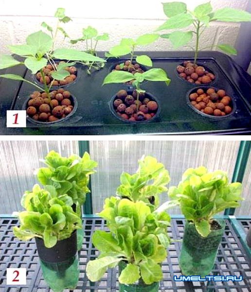 Гидропоника на дому