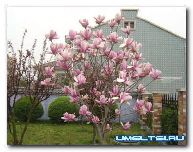Как использовать магнолию