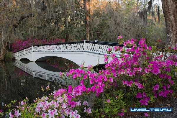 Как использовать магнолию в ландшафтном дизайне?