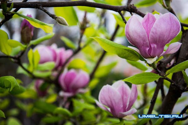 Как использовать магнолию в ландшафтном дизайне?
