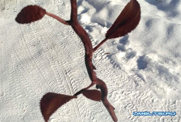 роза из дерева