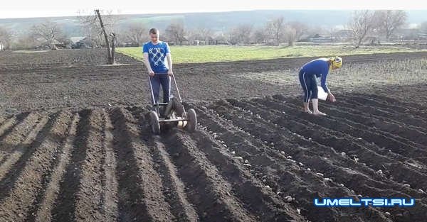 Самодельный плужок-окучник для посадки картофеля Самодельный плужок-окучник для посадки картофеля
