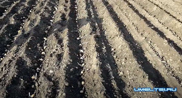 Самодельный плужок-окучник для посадки картофеля Самодельный плужок-окучник для посадки картофеля