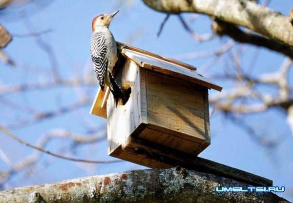 Примеры оригинальных скворечников
