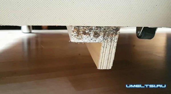 Как вывести клопов в квартире?