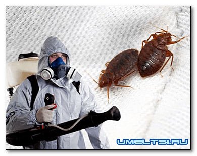 Как вывести клопов в квартире?